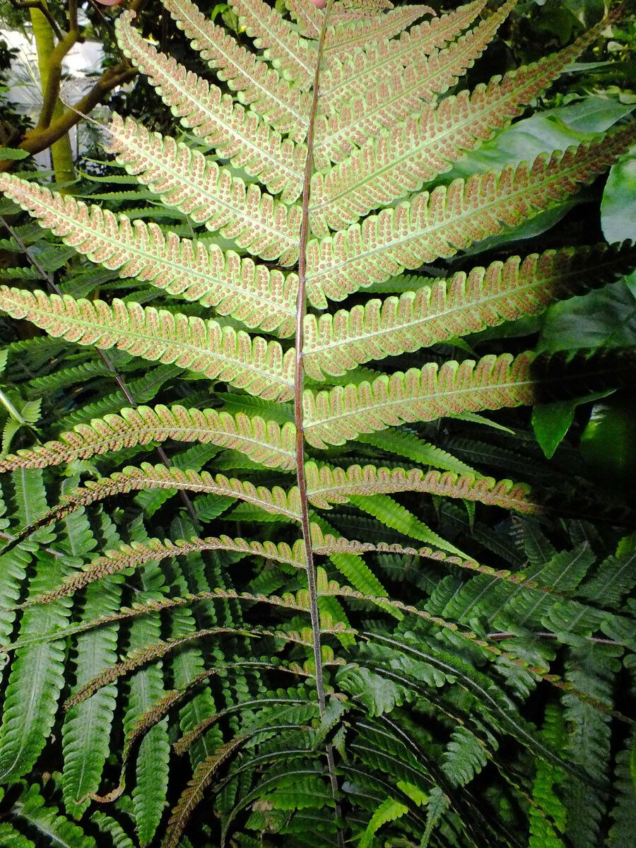 Thelypteris dentata fruit