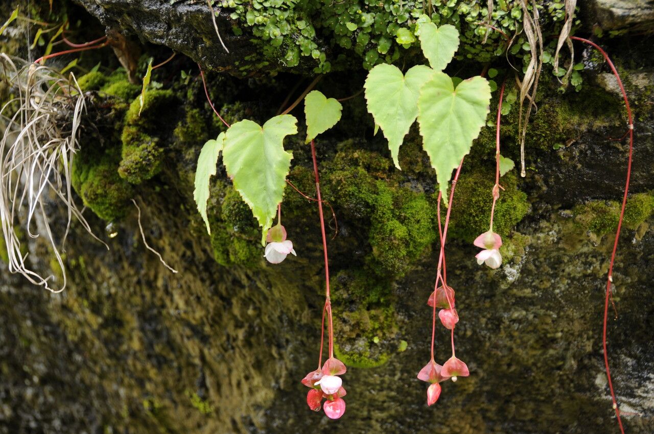 Begonia dioica habit