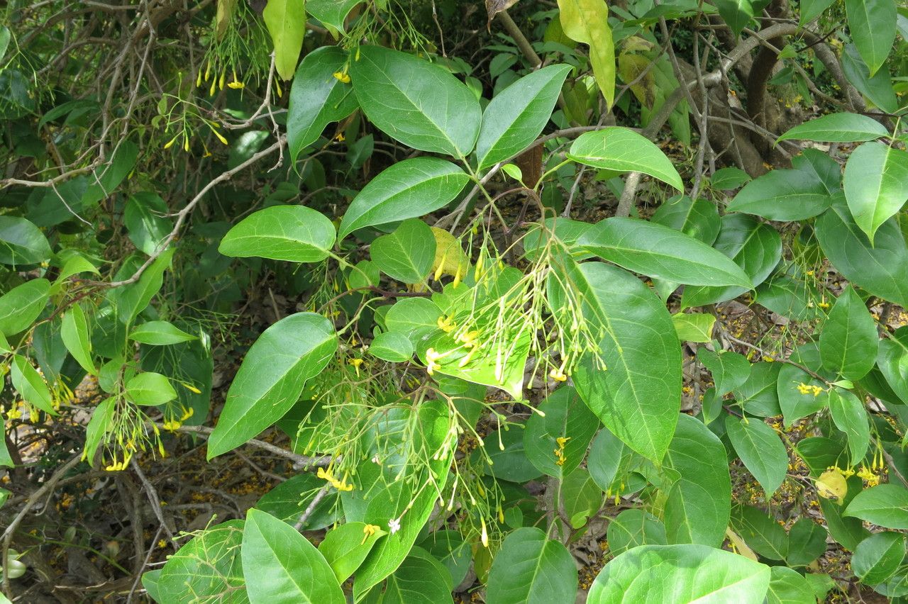 Jasminum subhumile — houseplant care guide