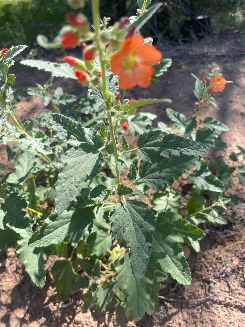 Sphaeralcea parvifolia — houseplant care guide