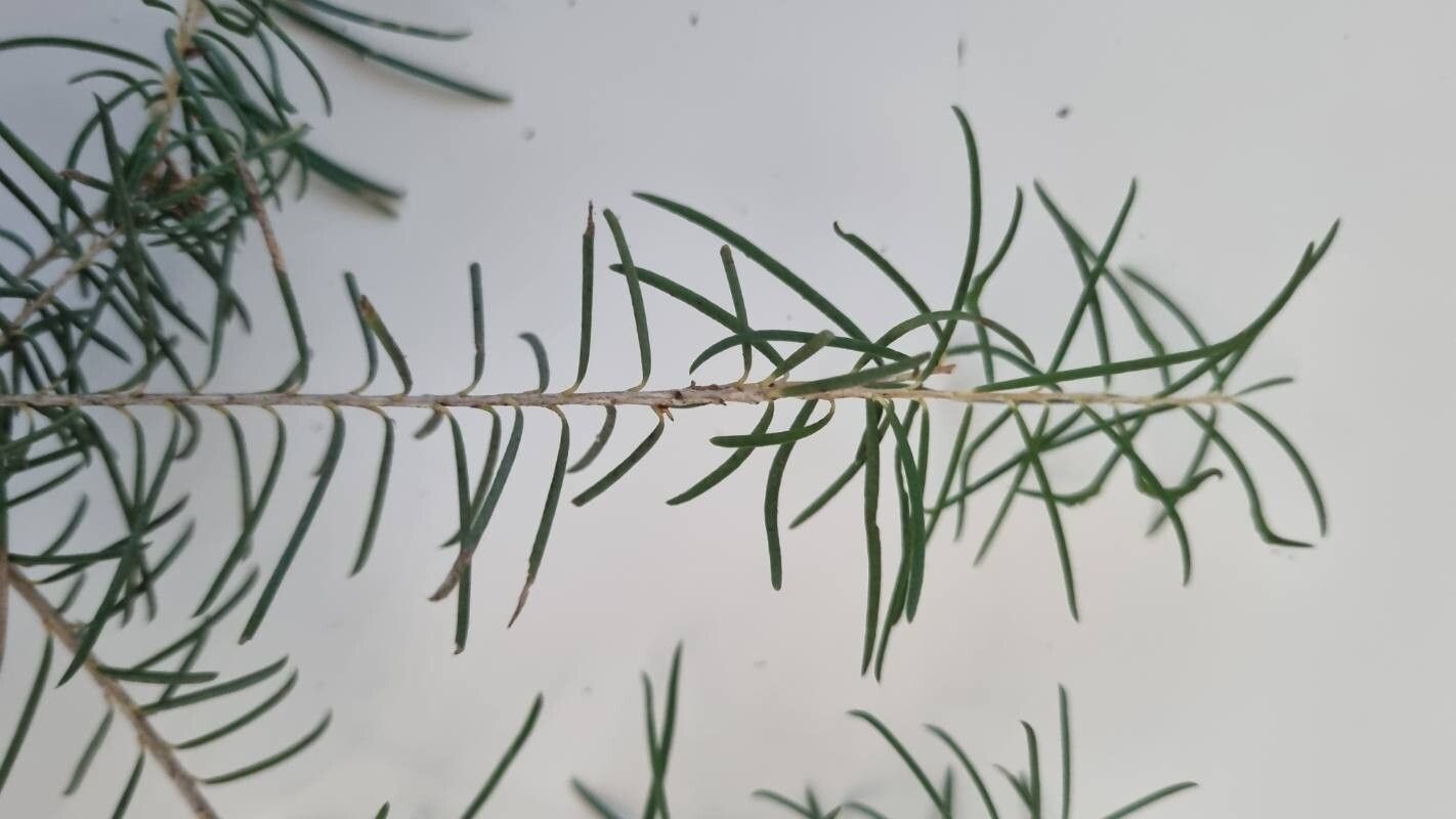 Melaleuca rhaphiophylla — houseplant care guide