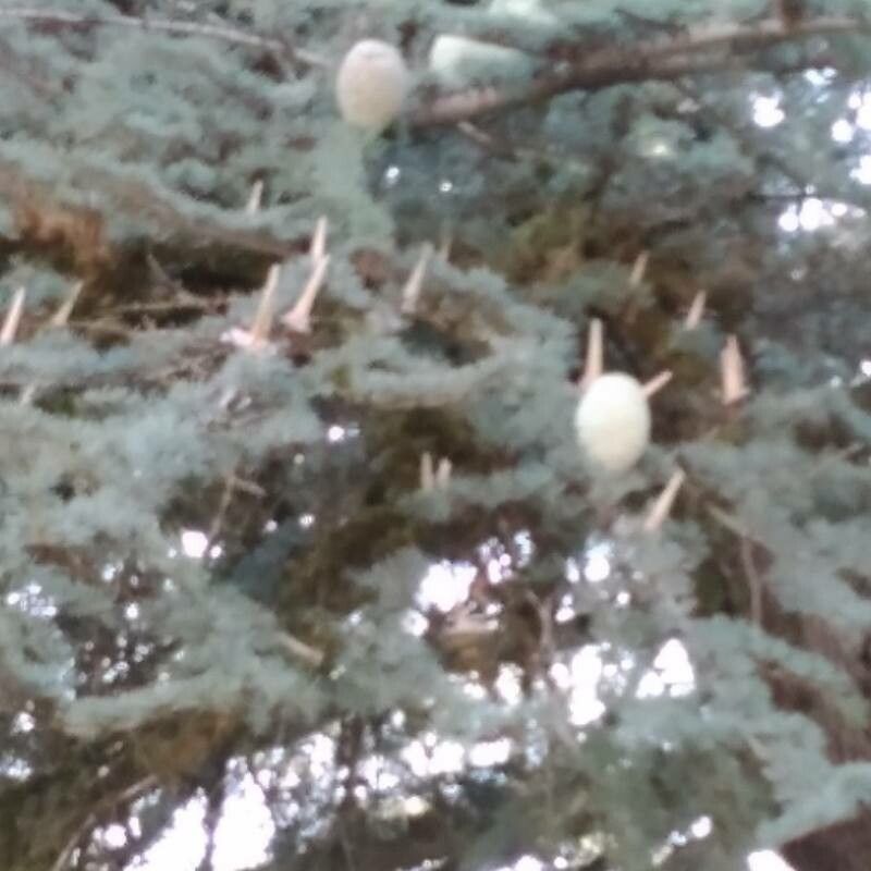 Cedrus atlantica x Cedrus libani fruit