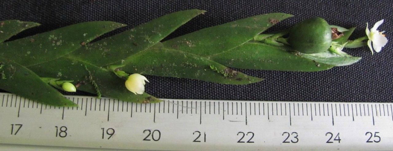 Lockhartia hercodonta other