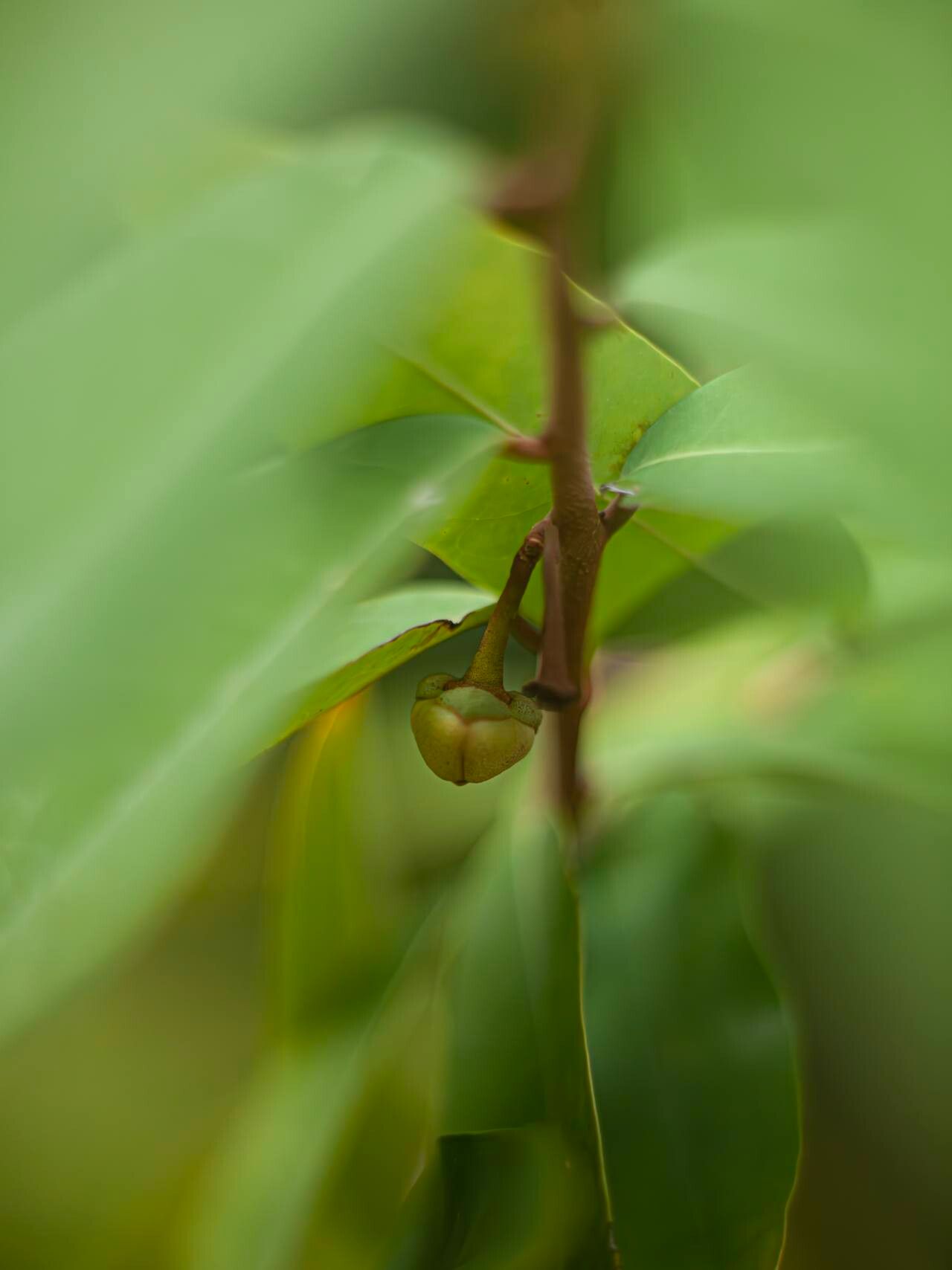 Uvaria siamensis flower