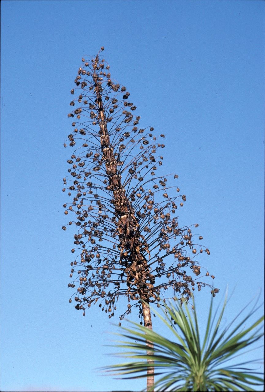 Wilkesia gymnoxiphium fruit