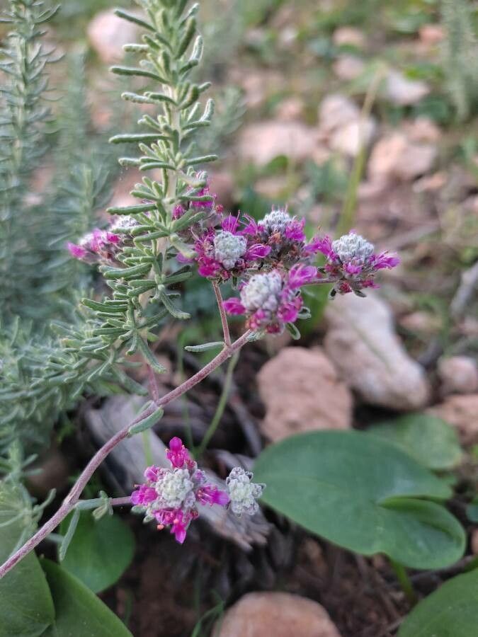Teucrium capitatum flower