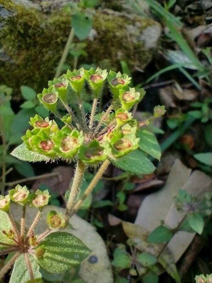 Pomax umbellata — houseplant care guide