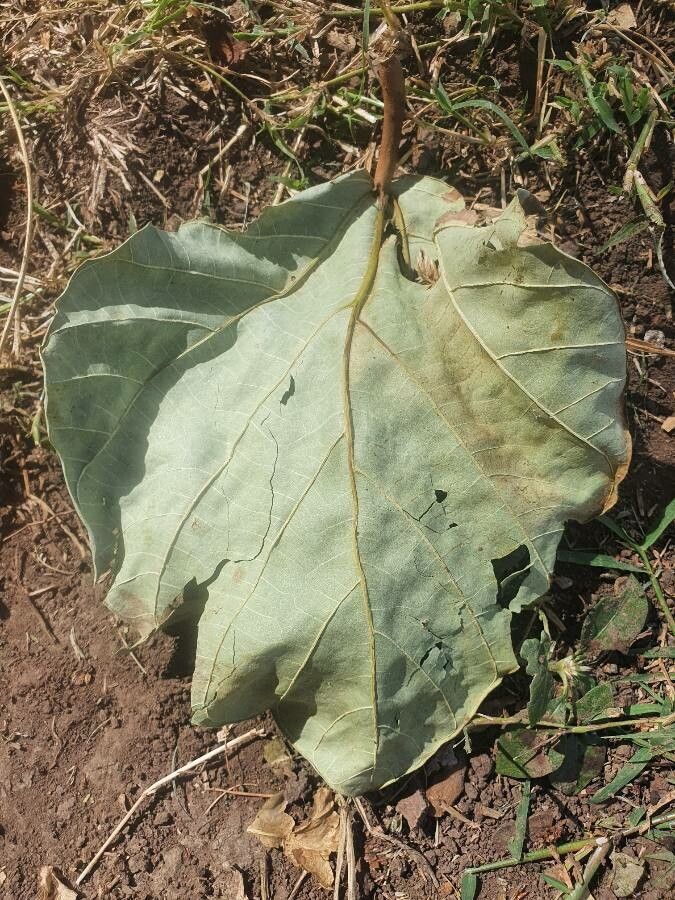 Ficus vallis-choudae leaf