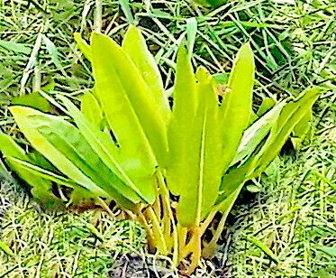 Philodendron crassinervium — houseplant care guide