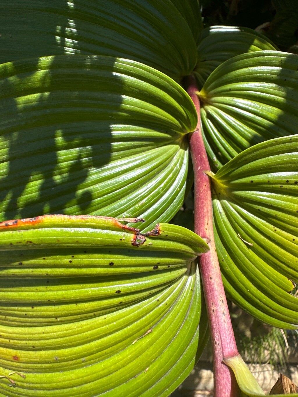 Maianthemum gigas leaf