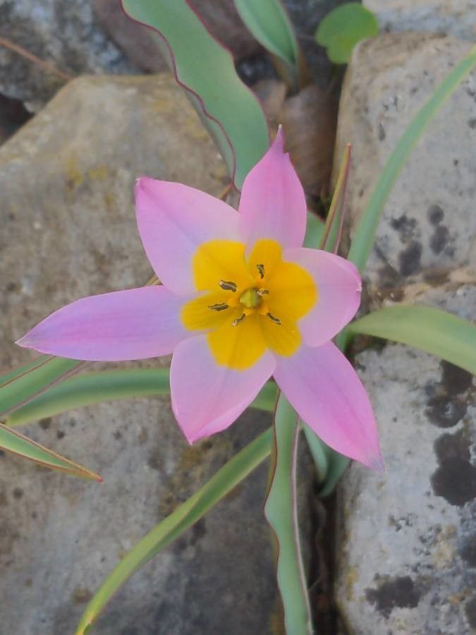Tulipa montana — search result for 'Tulipa'