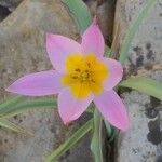 Tulipa montana