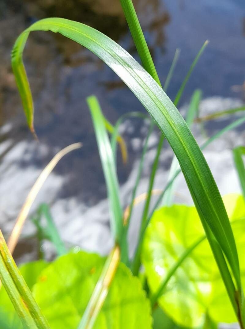 Carex banksii — houseplant care guide
