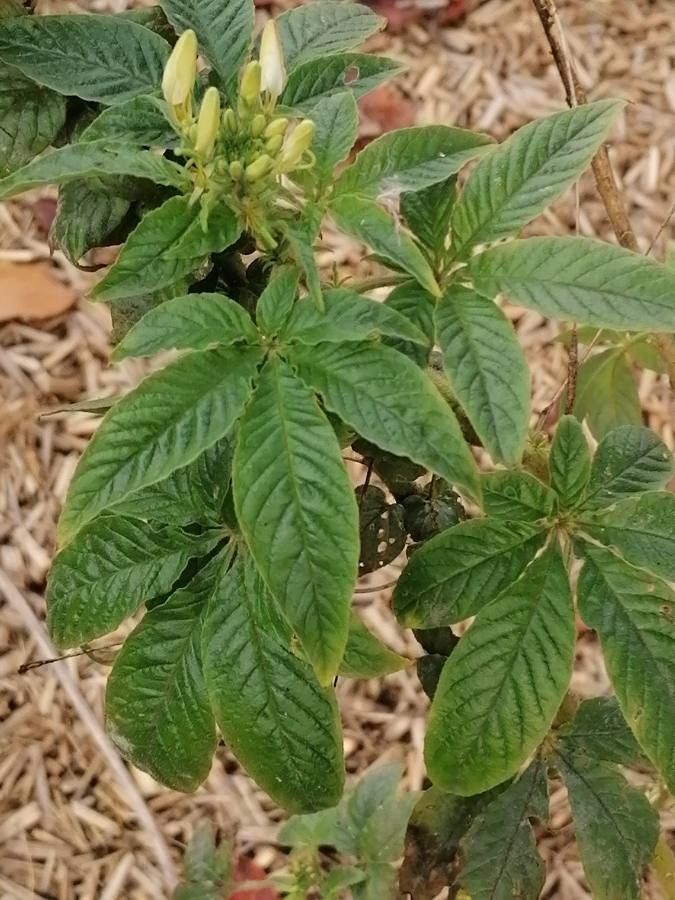 Cleoserrata speciosa — houseplant care guide