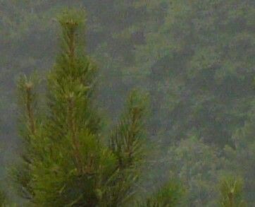 Pinus tabuliformis leaf