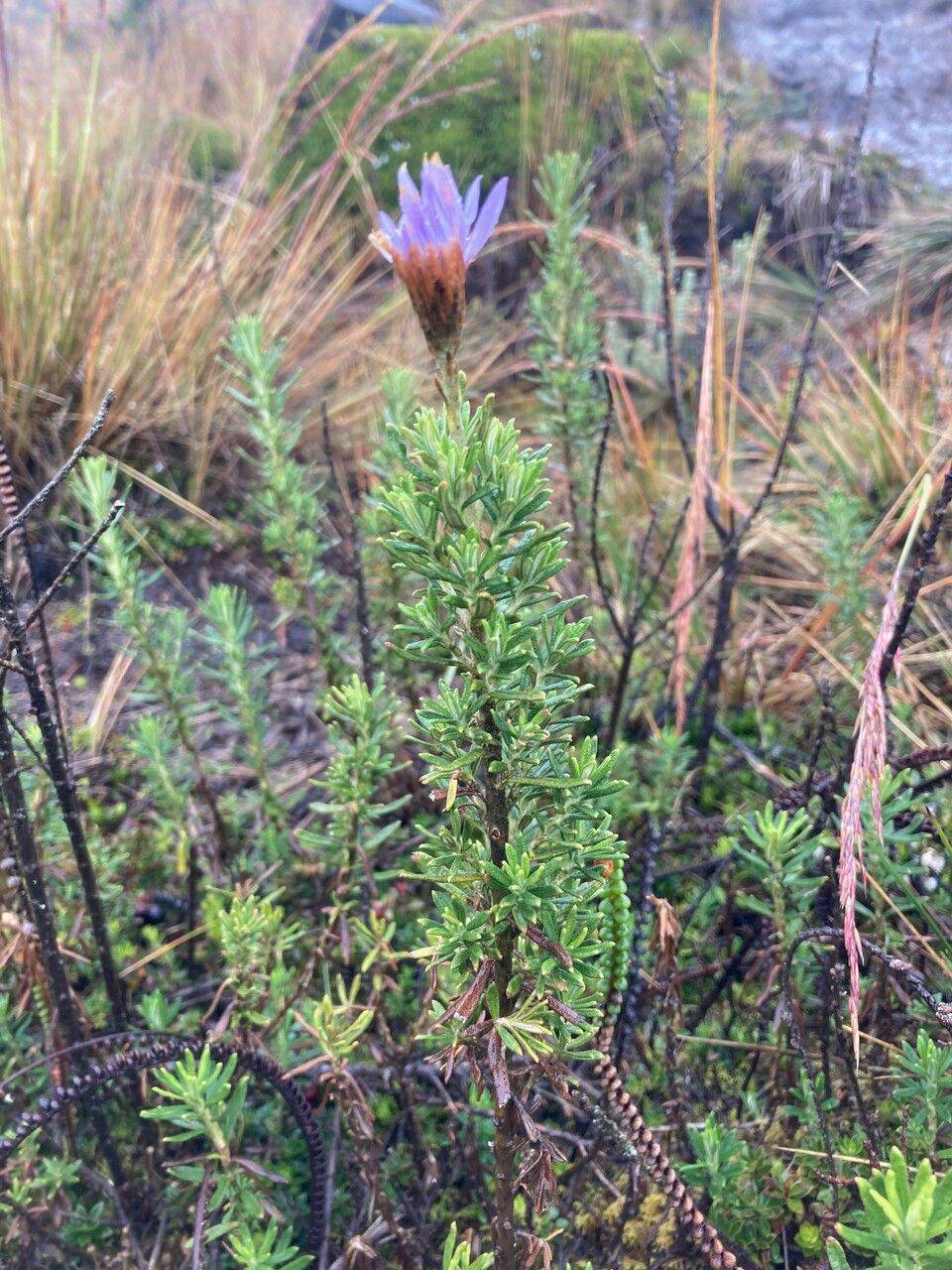 Diplostephium glandulosum habit