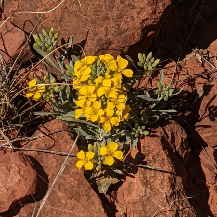 Physaria fendleri flower