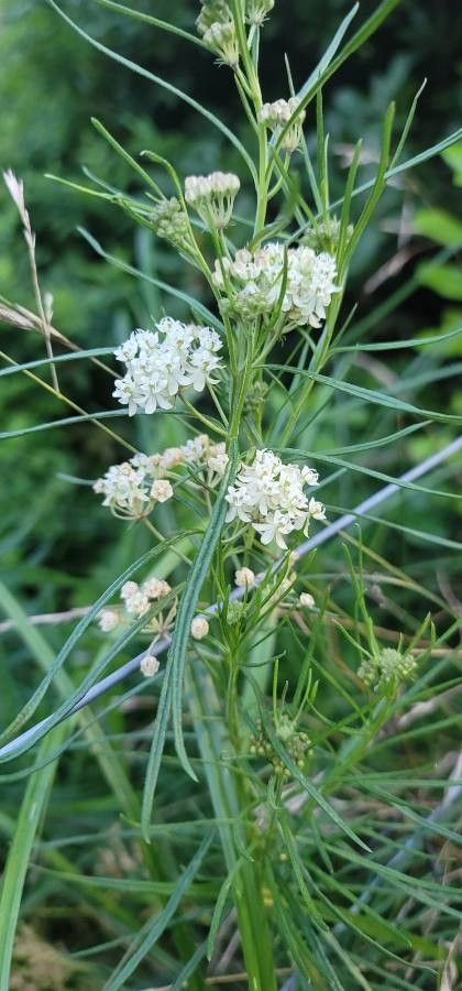 Asclepias verticillata — search result for 'Asclepias'