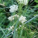Asclepias verticillata