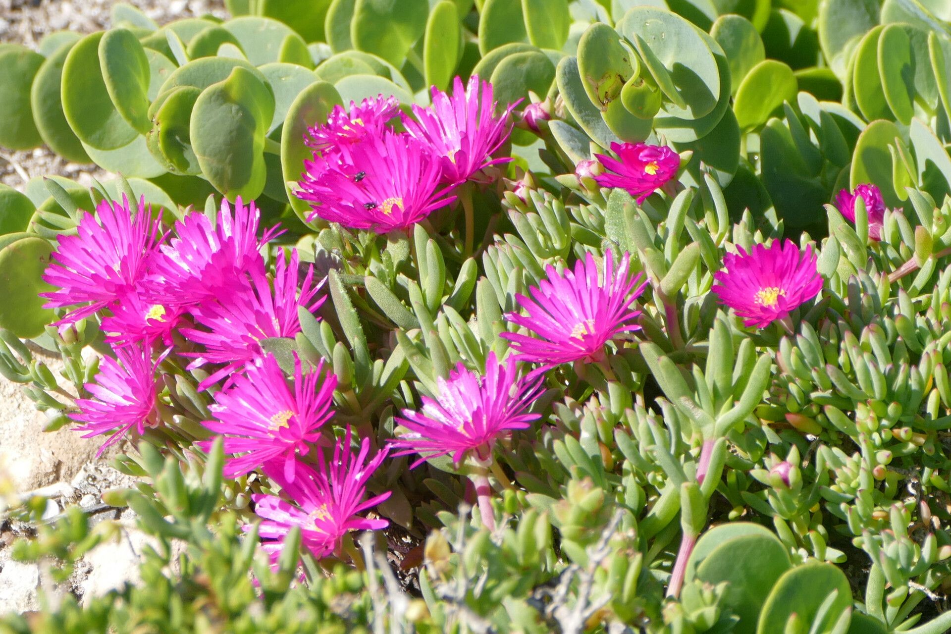 Lampranthus stipulaceus flower