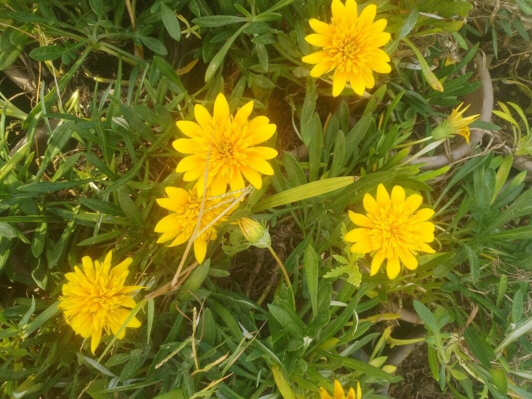 Agoseris heterophylla — related species from the same genus