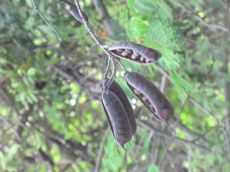 Caesalpinia decapetala fruit