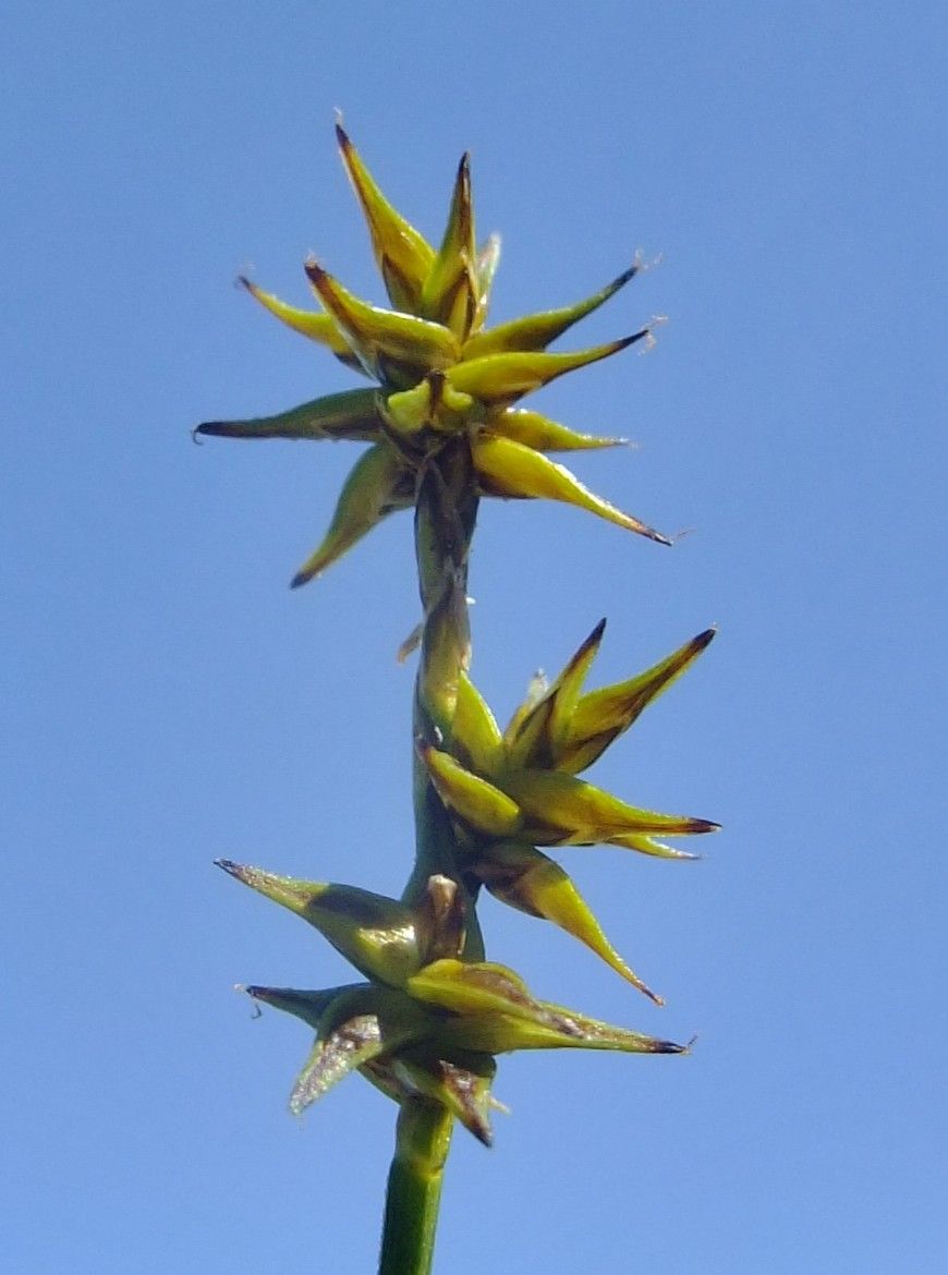 Carex hispida fruit