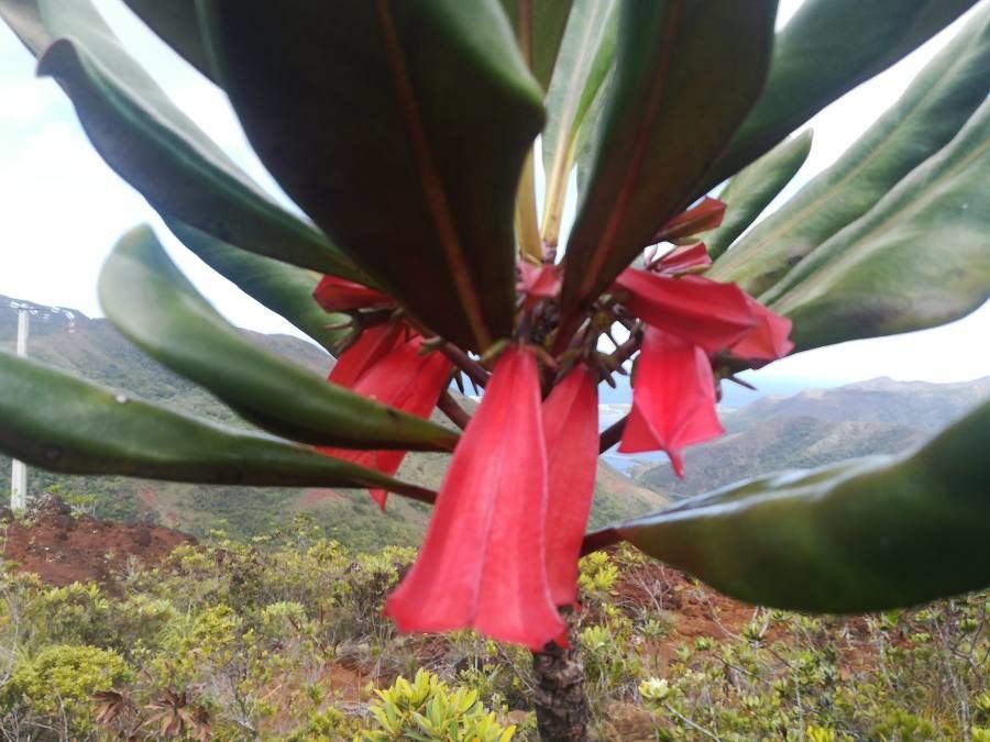Thiollierea macrophylla flower