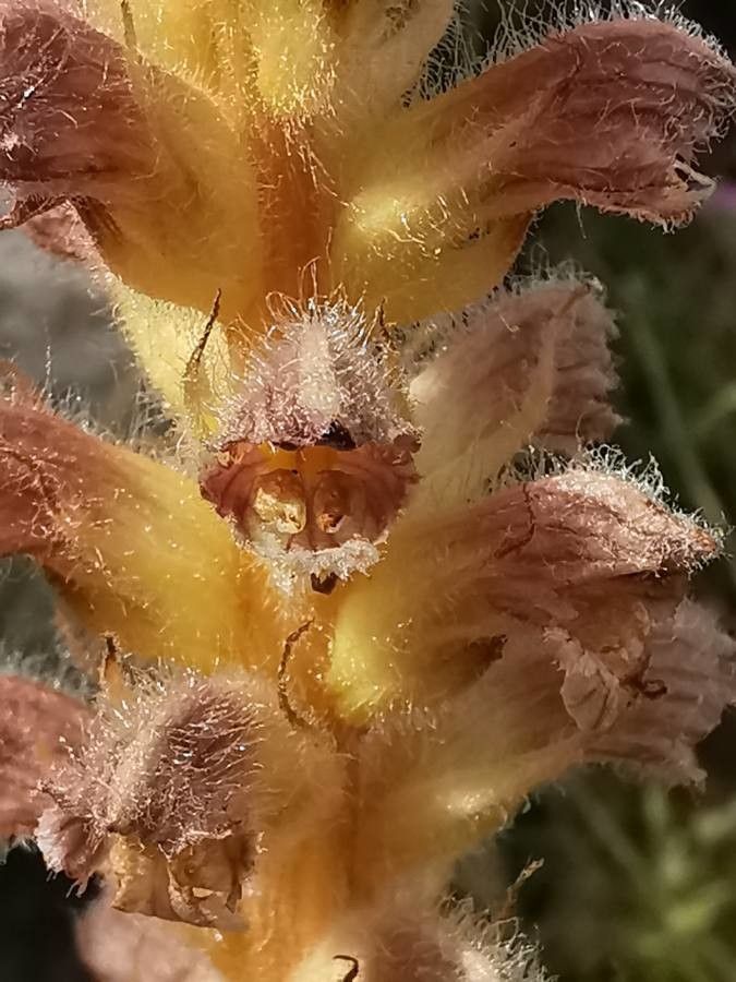 Orobanche pubescens flower