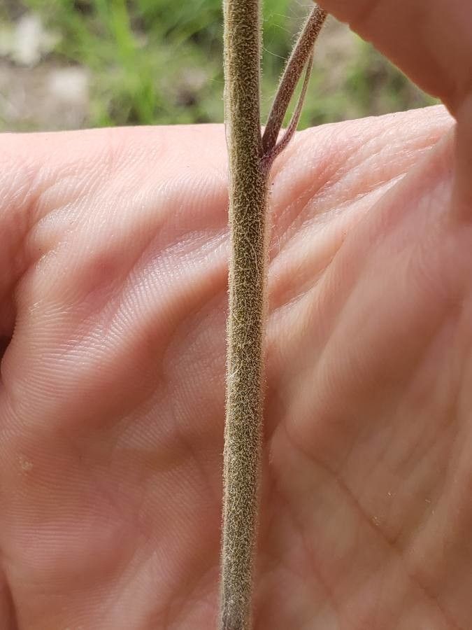 Delphinium carolinianum bark