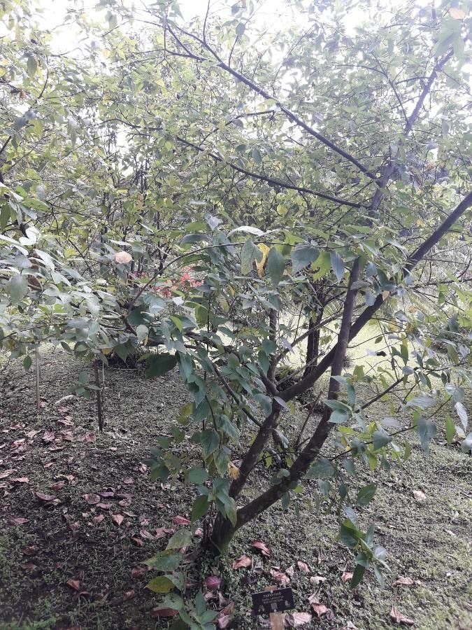 Cordia martinicensis habit