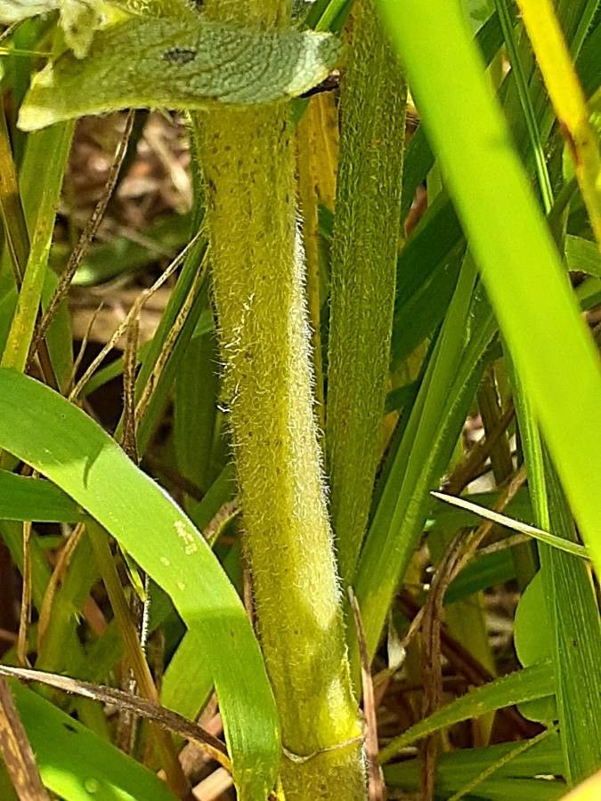Crotalaria deflersii bark