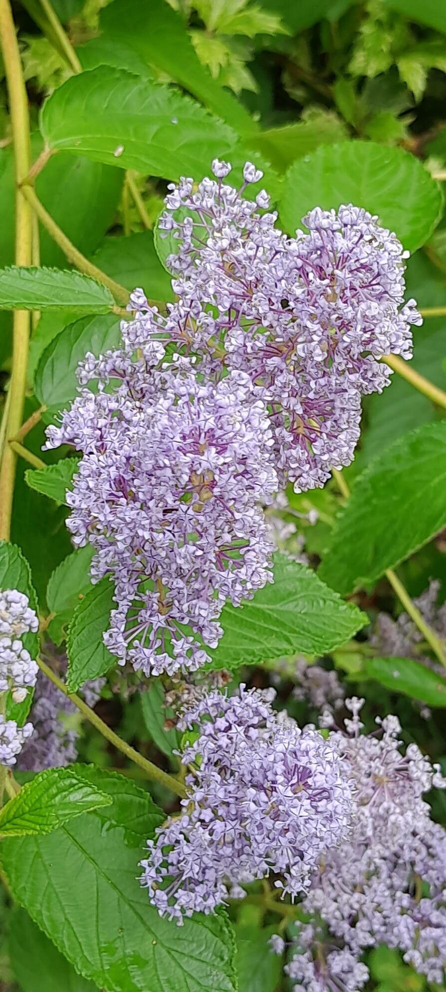 Ceanothus × delileanus flower