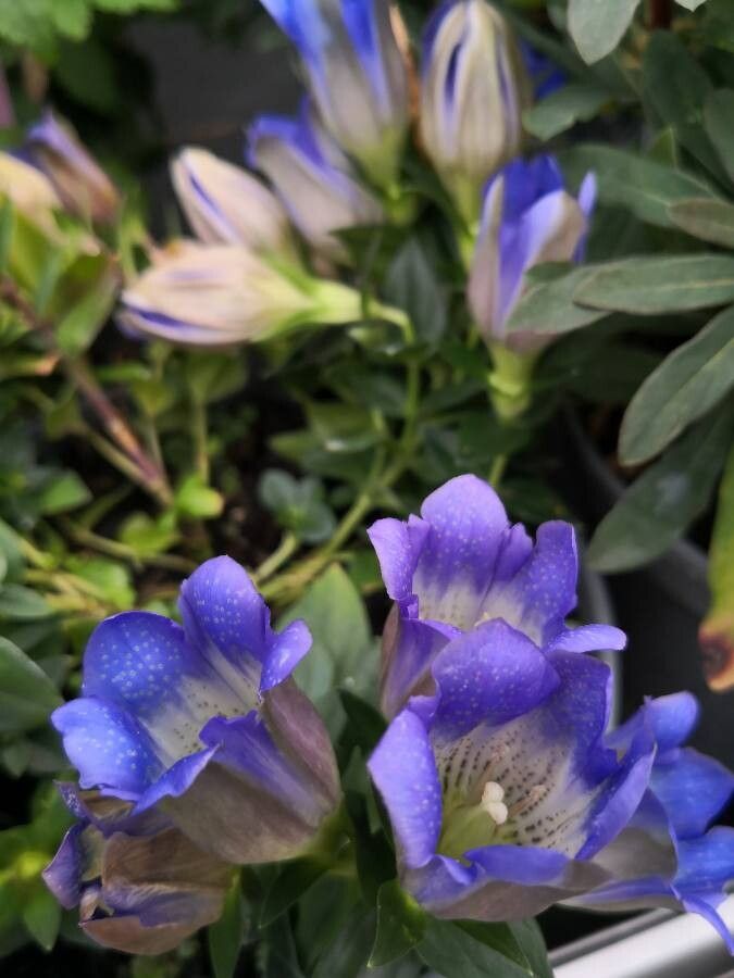 Gentiana scabra habit