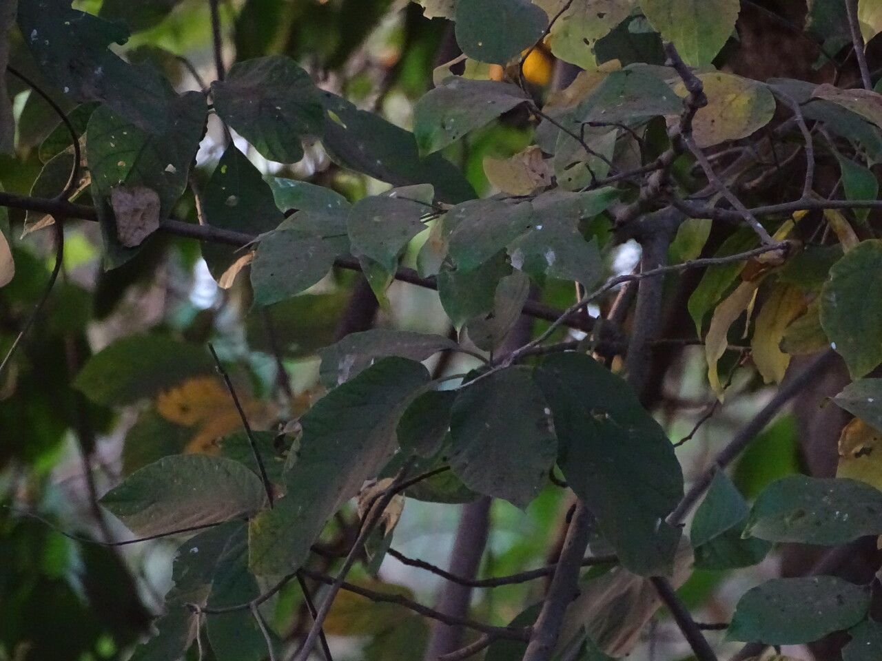 Celtis toka — search result for 'Saudi Arabia'