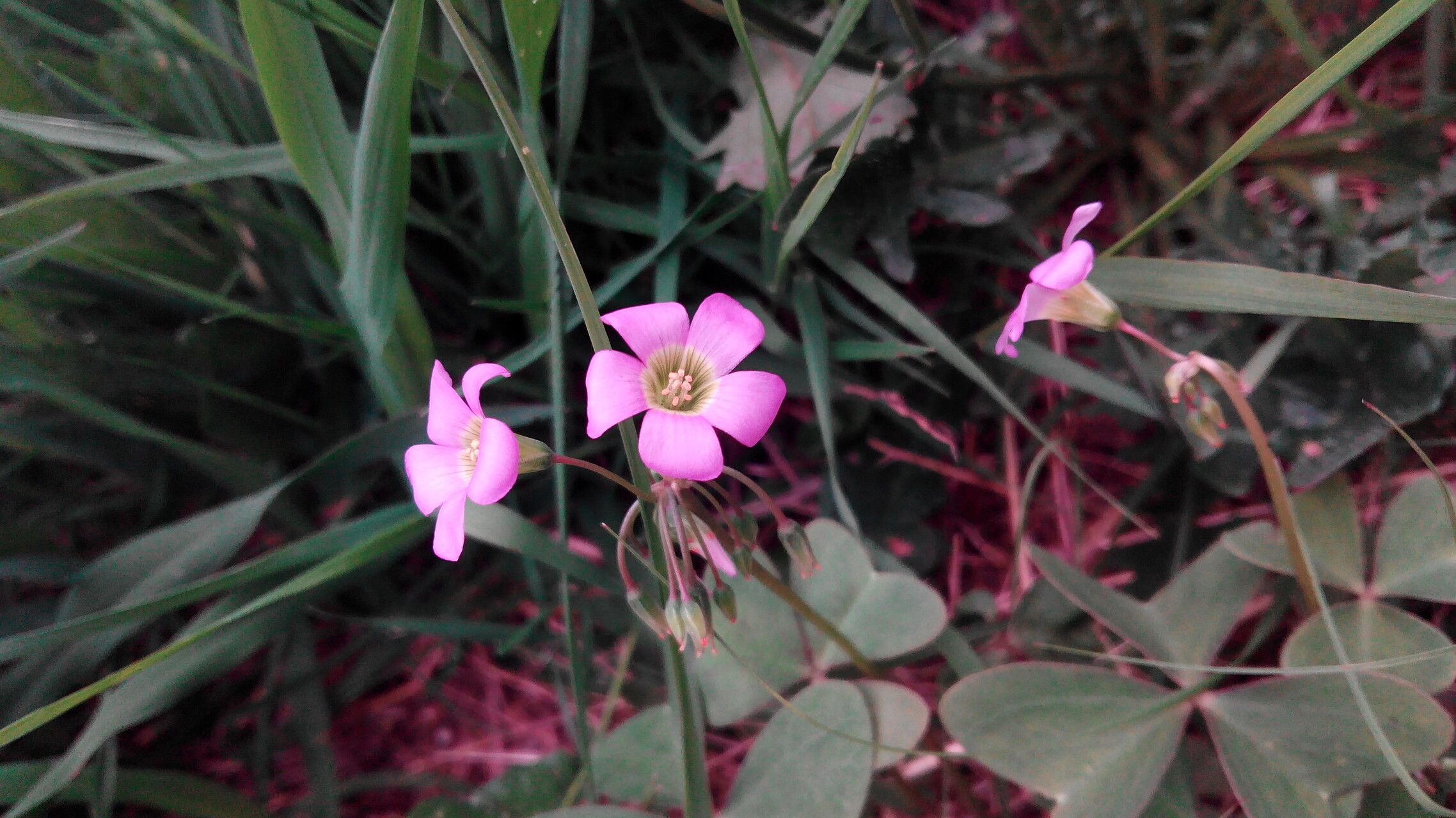 Oxalis drummondii flower