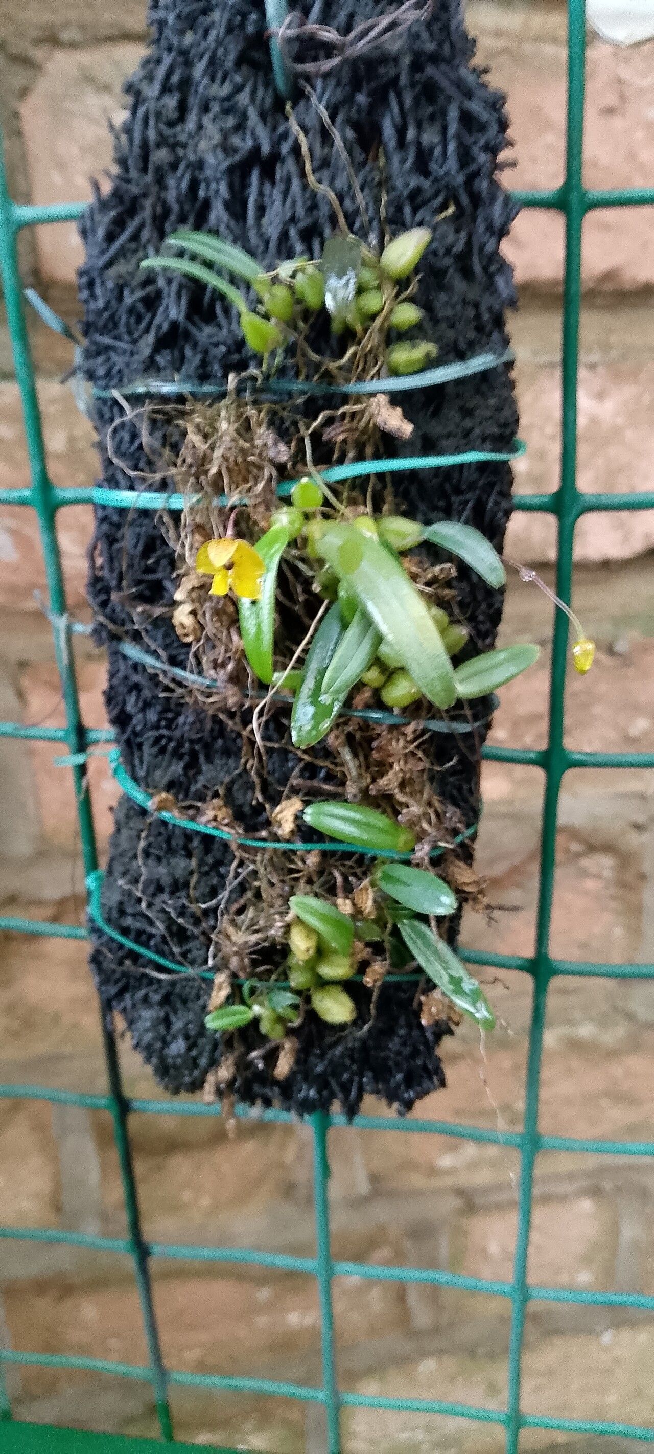 Bulbophyllum analamazoatrae habit