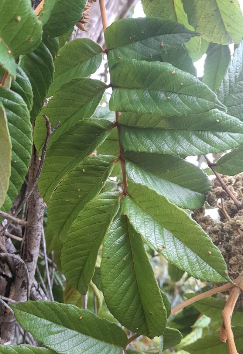 Brunellia comocladifolia — houseplant care guide