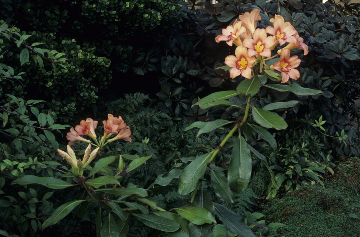 Rhododendron javanicum habit