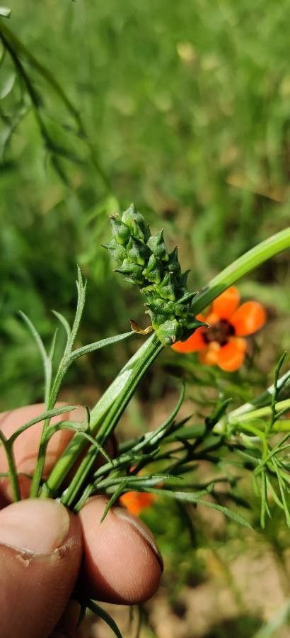 Adonis aestivalis fruit