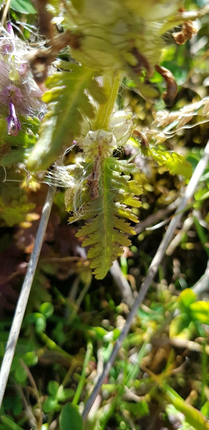 Pedicularis verticillata leaf