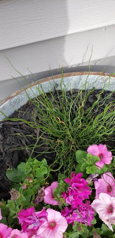 Equisetum scirpoides flower