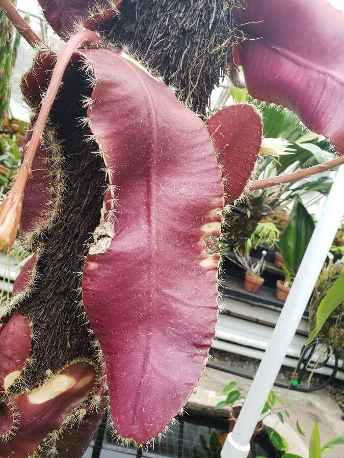 Selenicereus wittii leaf