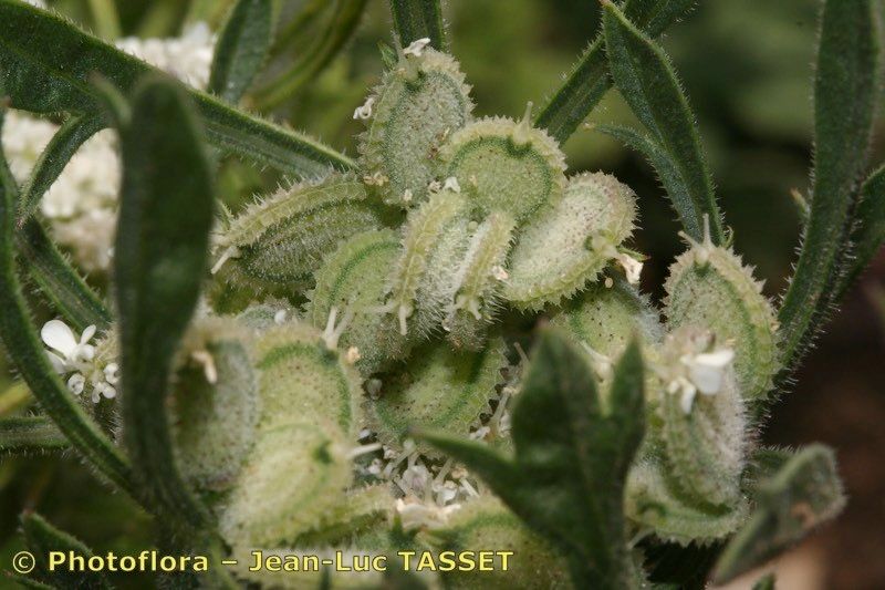 Tordylium syriacum fruit