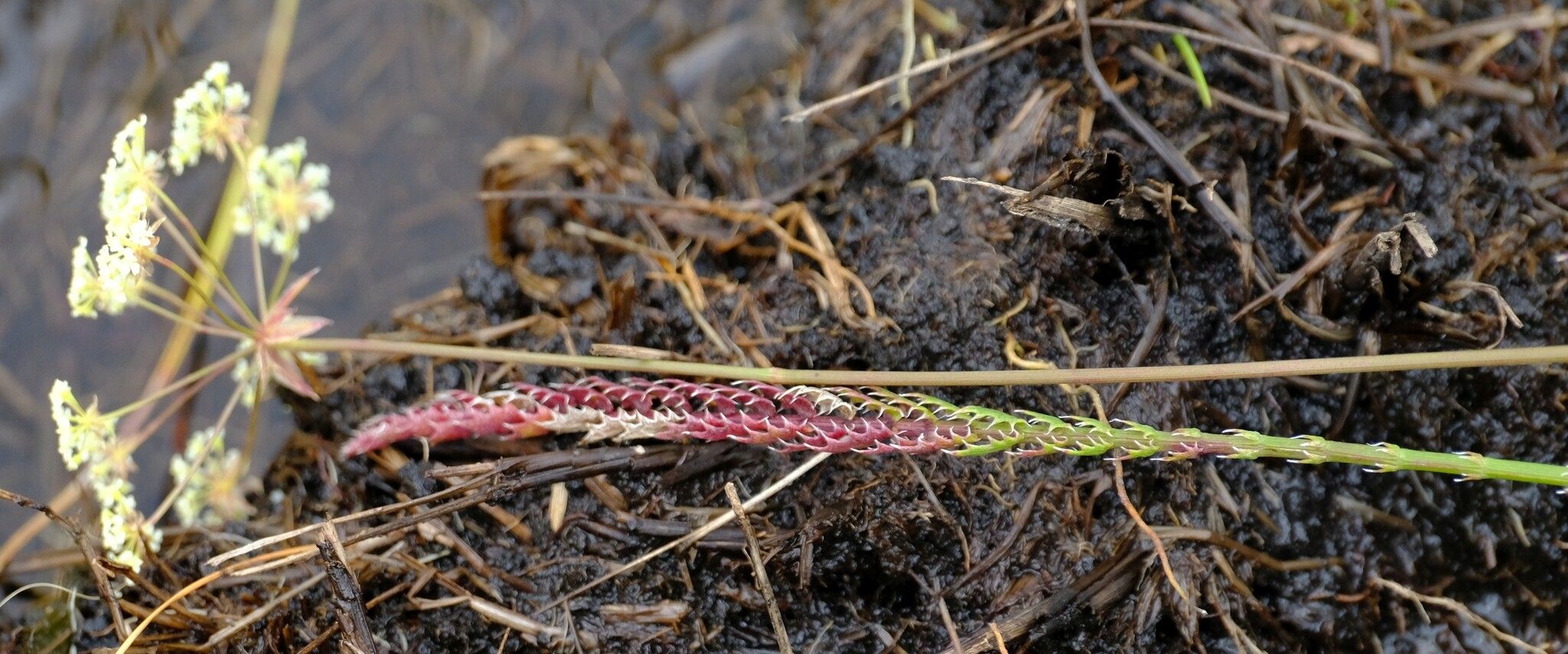 Berula imbricata flower