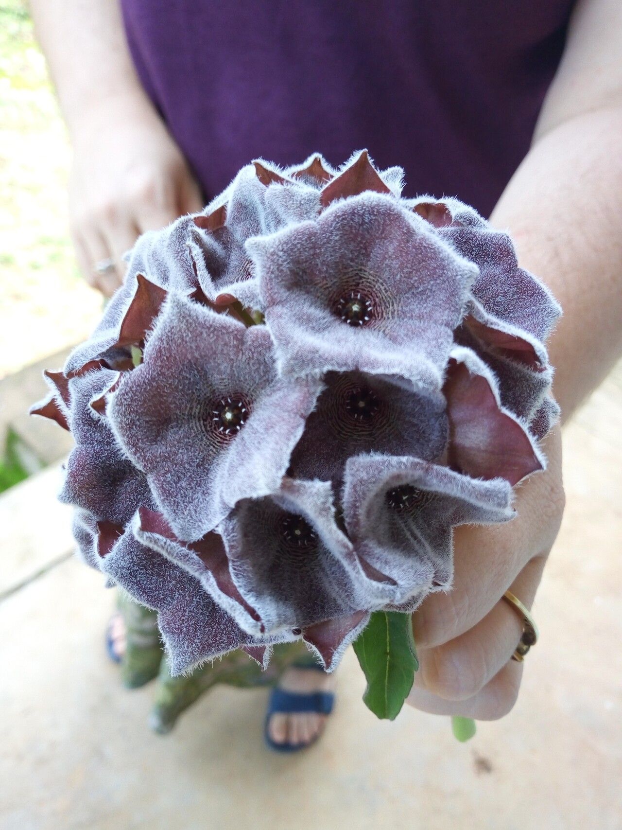 Ceropegia neo-omissa — search result for 'Ceropegia'