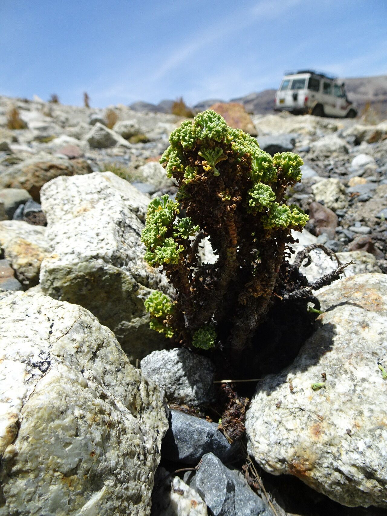 Werneria dactylophylla leaf