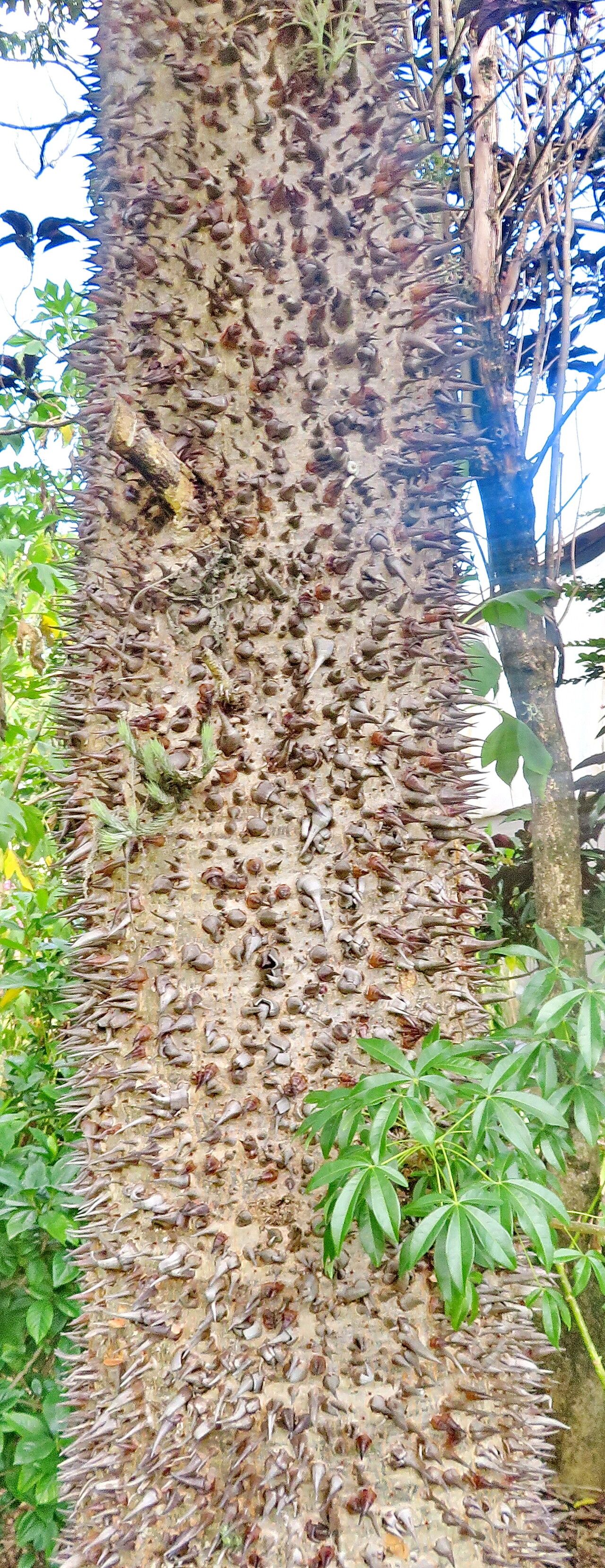 Spirotheca elegans bark