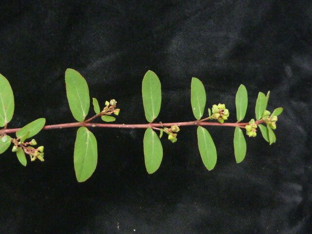 Euphorbia parviflora habit