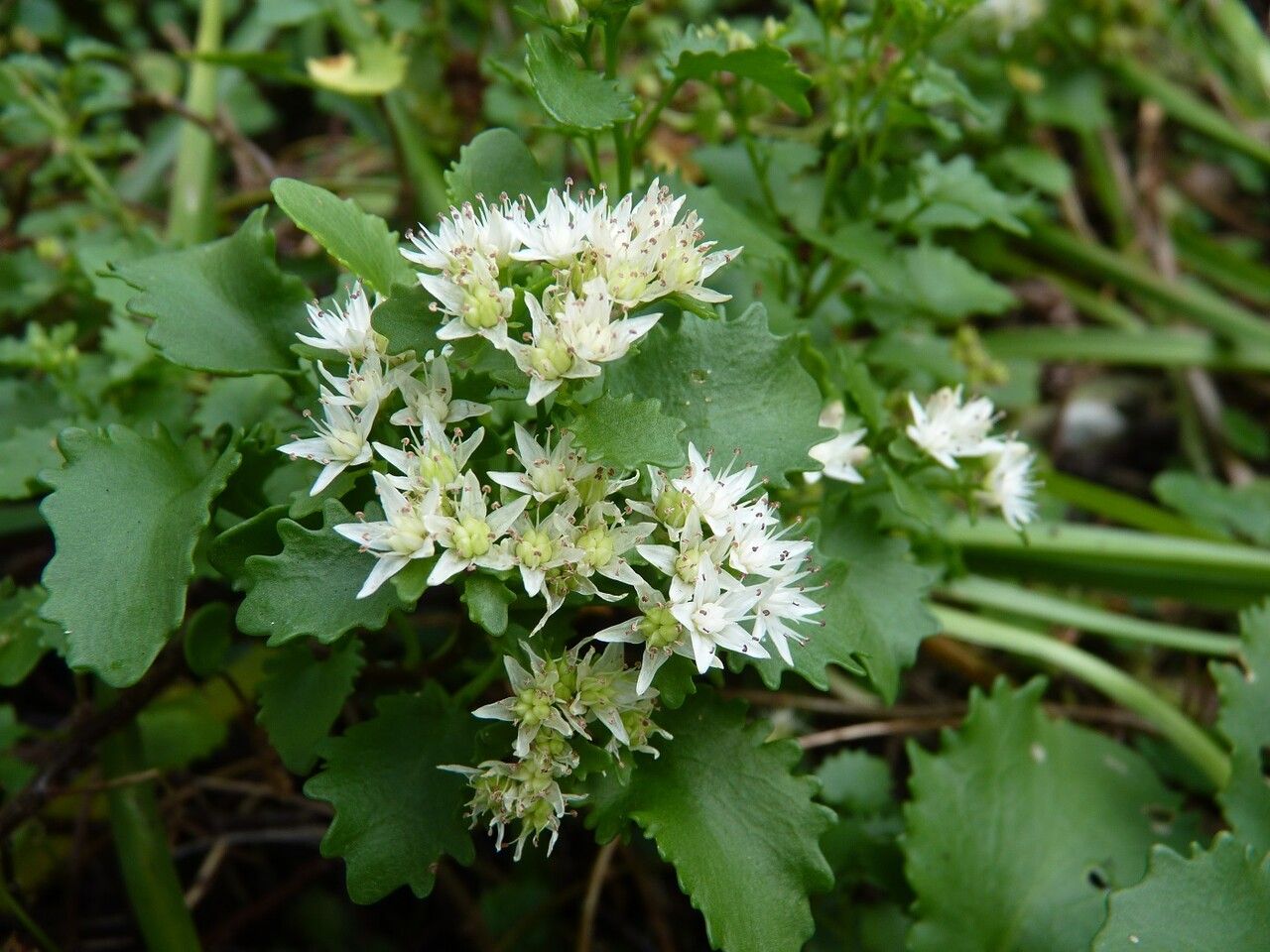 Hylotelephium populifolium flower